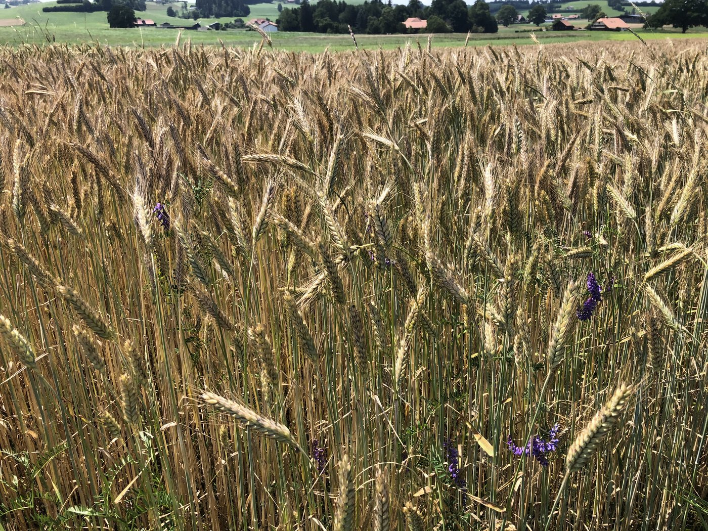 Vielerorts sind die Erträge und das Hektolitergewicht von Getreide  unterdurchschnittlich. (Bild Sera J. Hostettler)