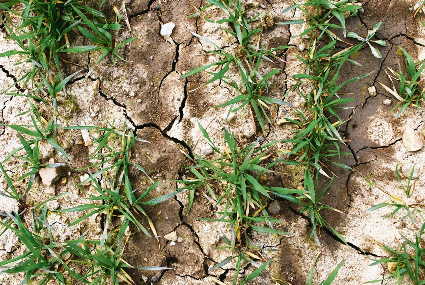 Durch späte Herbstsaaten und wenig entwickelte Bestände kam es auf Getreideparzellen durch die vielen Niederschläge oft zu verschlämmten Stellen. (Bild Silvan Schläfli)