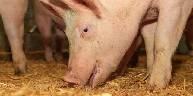 Betroffen sei eine Kleinst-Haltung auf einem Biohof. (Symbolbild BauZ)