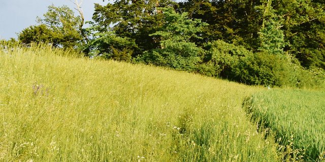 Zu jeder Hecke gehört ein Krautsaum: Hier auf dem Belpberg prägen hohe Eichenhecken das Landschaftsbild. (Bild dj)