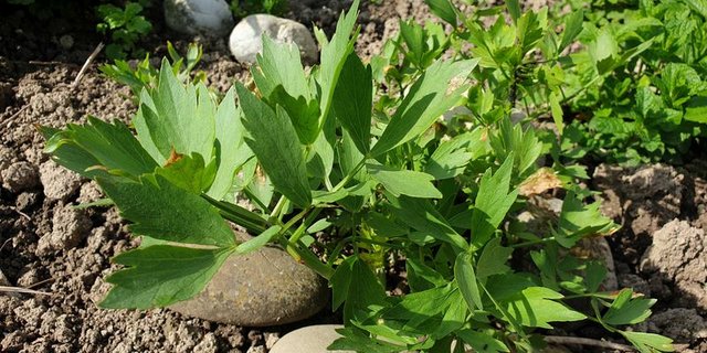 Liebstöckl wächst auch im eigenen Garten gut und benötigt nicht allzu viel Pflege. (Bild lid/ji) 