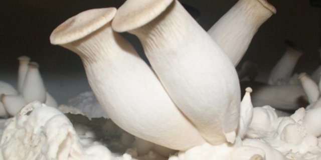 Weltweit sind über 200'000 Pilzarten bekannt. Essbar sind lediglich rund 200 Arten. (Bild ji)