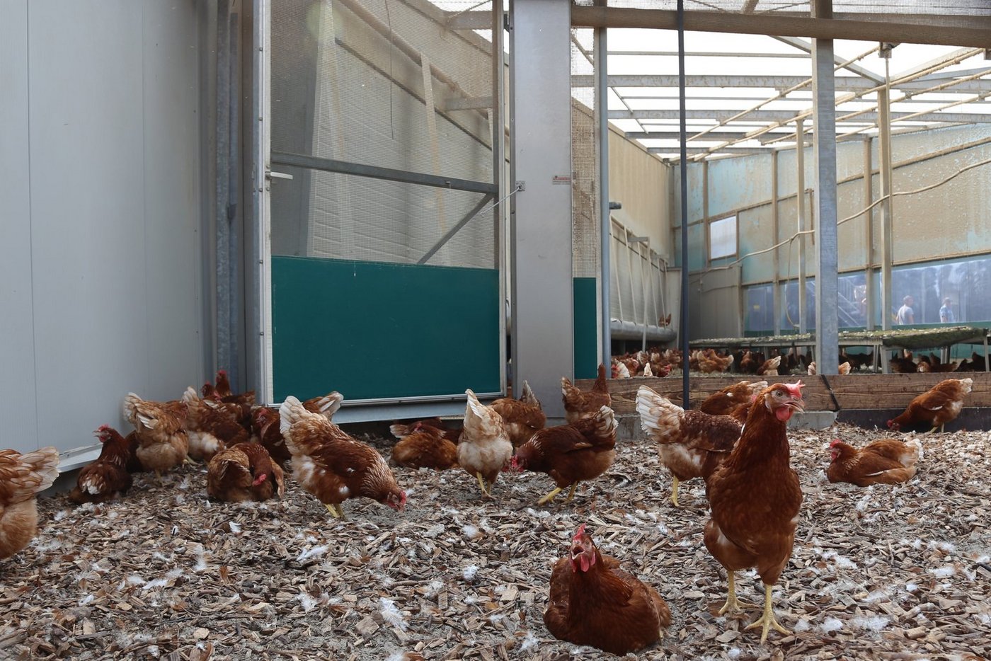 Der Aussenbereich soll den Legehennen genügend Möglichkeiten bieten, ihr natürliches Verhalten auszuleben. (Bilder mg)