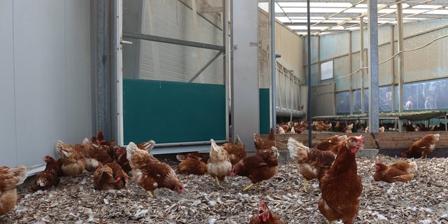 Der Aussenbereich soll den Legehennen genügend Möglichkeiten bieten, ihr natürliches Verhalten auszuleben. (Bilder mg)