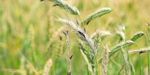 Roggen ist besonders anfällig für Mutterkorn, weil die Kultur als obligater Fremdbestäuber länger offen abblüht und so einen längeren Zeithorizont für eine Infektion bietet.