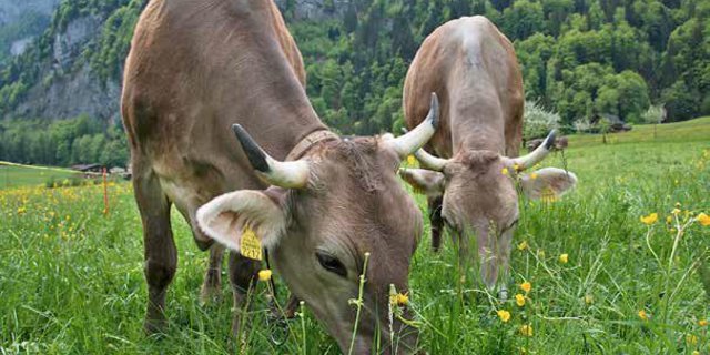 Kraftfuttereinsatz: In Hügel- und Bergregionen tendenziell mehr, im Tal weniger und auf einzelnen Betrieben gar keinen. (Bild Gabriela Brändle, Agroscope)