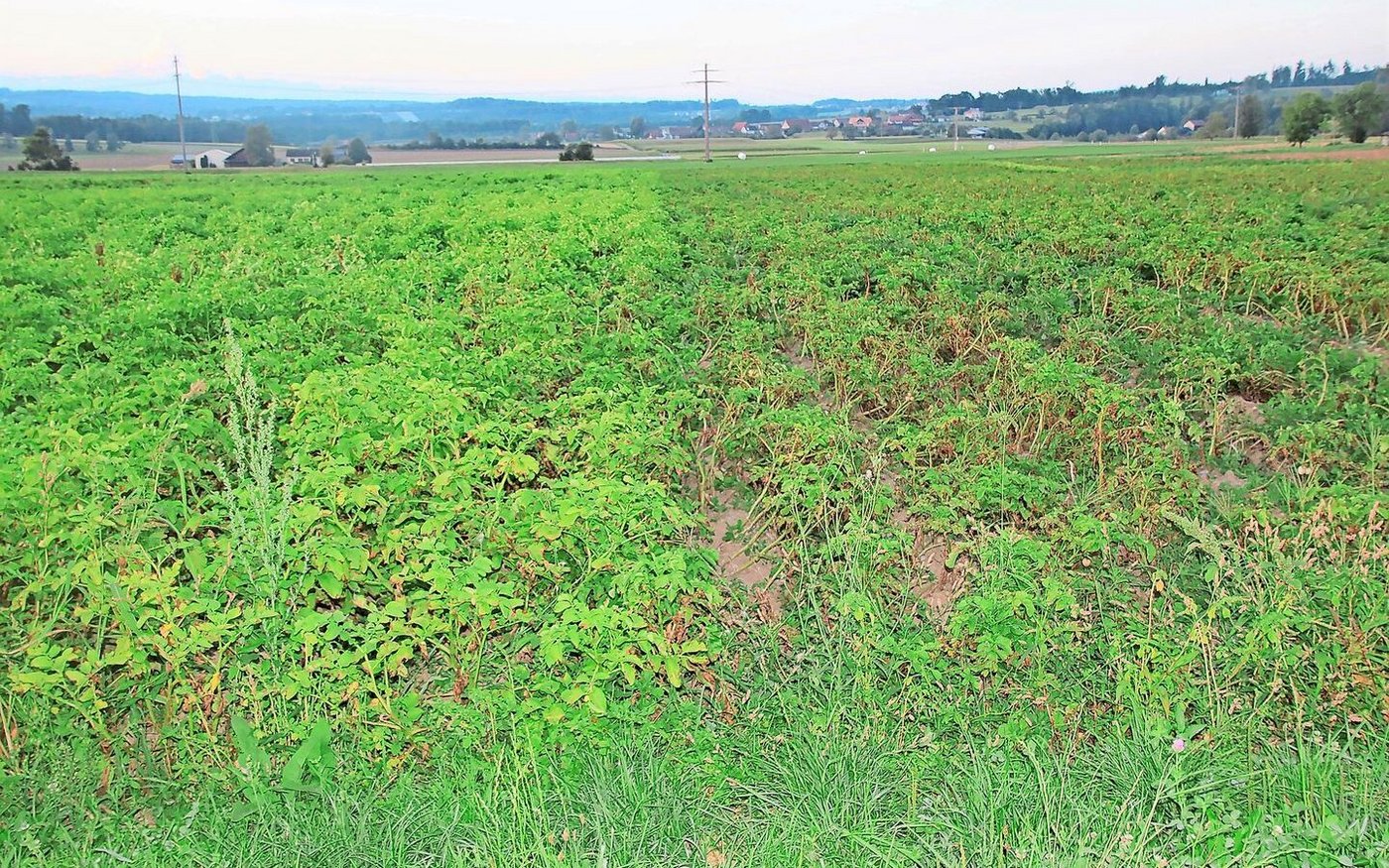 Die Stauden der neuen Sorte Montis (im Feld links) zeigen ein deutlich helleres Grün als die Sorte Fontane, die rechts heranwächst. 