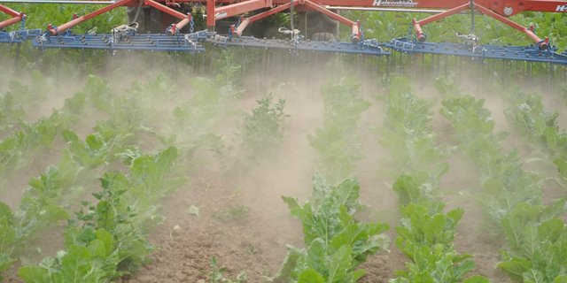Das FiBL erforschte dieses Jahr geeignete Massnahmen zur Unkrautregulierung in den Zuckerrüben. Das Striegeln (hier im Bild), das Abflammen und das Pflügen wurden dabei gegenübergestellt.  (Bild zVg)