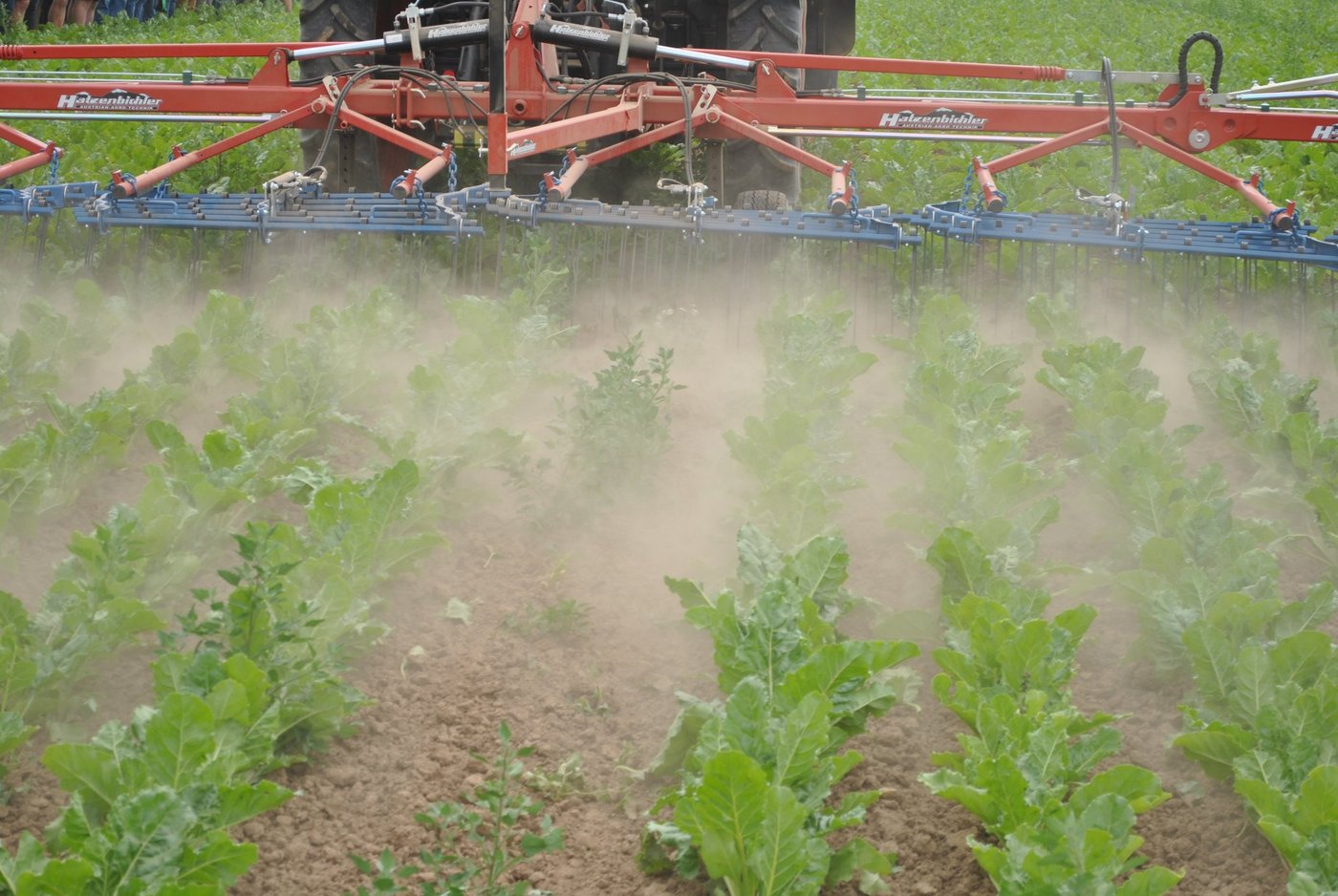Das FiBL erforschte dieses Jahr geeignete Massnahmen zur Unkrautregulierung in den Zuckerrüben. Das Striegeln (hier im Bild), das Abflammen und das Pflügen wurden dabei gegenübergestellt.  (Bild zVg)