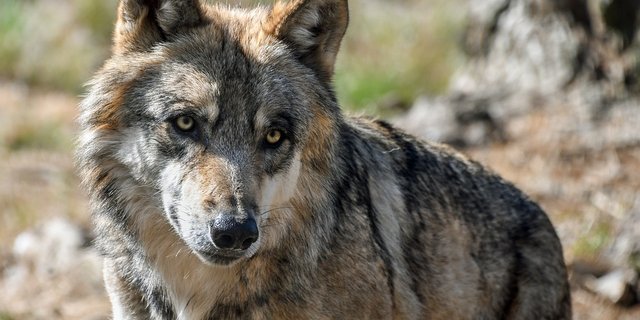 Im Kanton Appenzell Innerrhoden wurde erneut ein Nutztier von einem Wolf gerissen. (Symbolbild Pixabay)