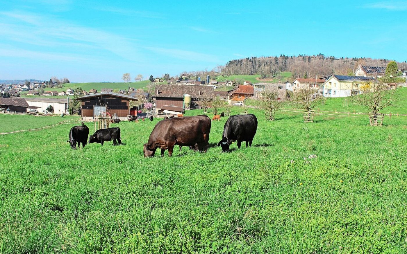 Auf dem Hof Riglisberg geniessen 14 Mutterkühe mit ihren Kälbern die Frühlingsweide.
