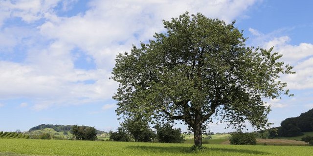 Die Kirschessigfliege gefährdet die Kirschenproduktion auf Hochstammbäumen. (Bild lid)