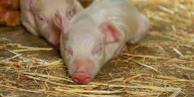 Nach der Trennung von der Mutter sind Ferkel anfällig auf Krankheitserreger. Angepasste Fütterung kann helfen, (Bild BauZ)