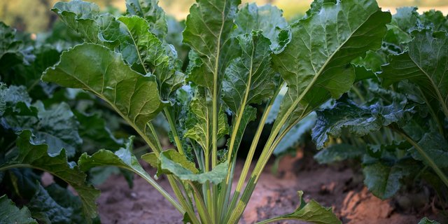 Verschiedene Entwicklungen haben dazu geführt. dass Zuckerrüben keine so attraktive Kultur mehr sind, wie es einst der Fall war. (Bild aixklusiv / Pixabay)