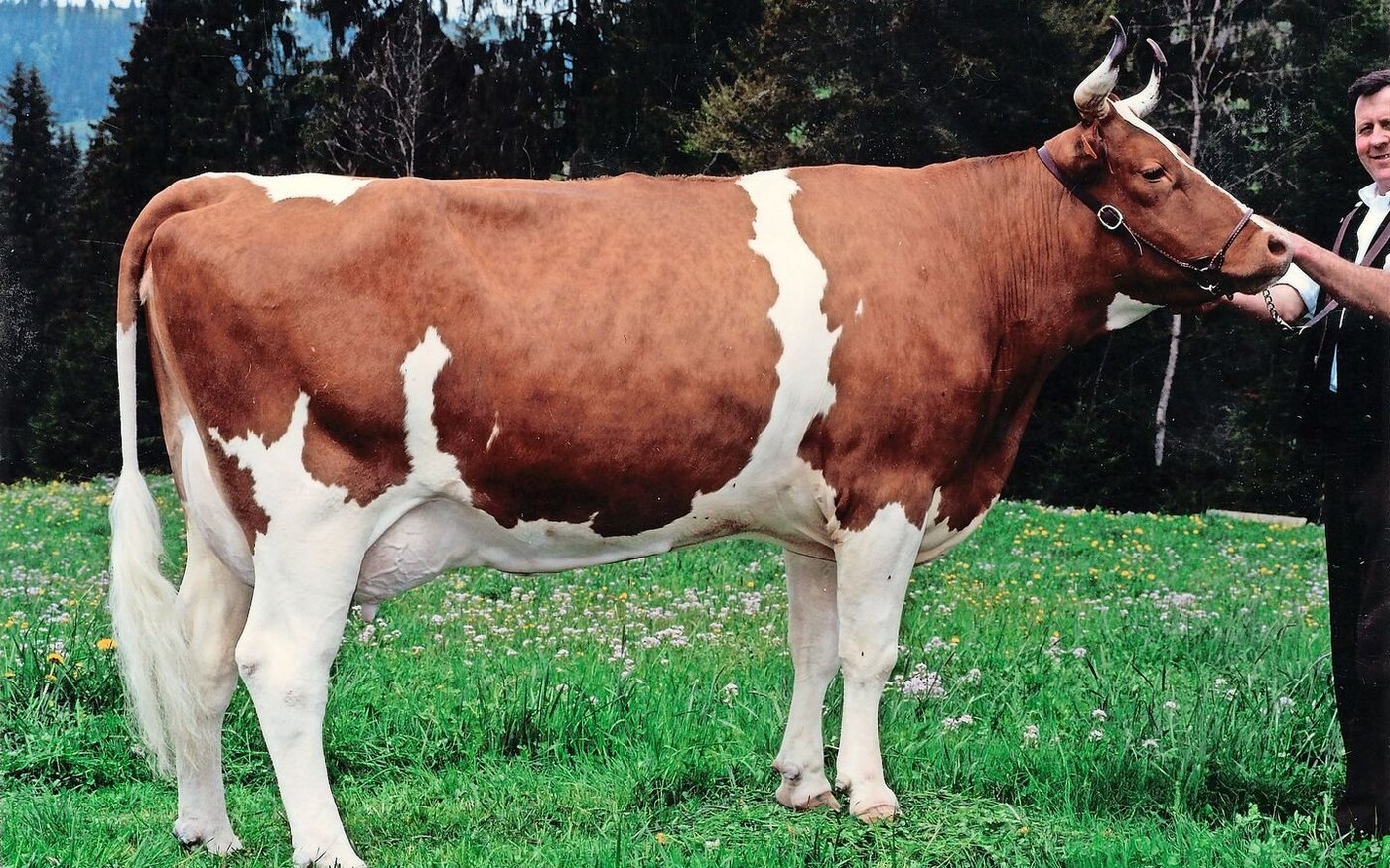 Die Grossmutter von Alfredo Pickel Arosa von der Familie Hadorn wurde im Jahr 2003 zur Miss BEA gewählt.