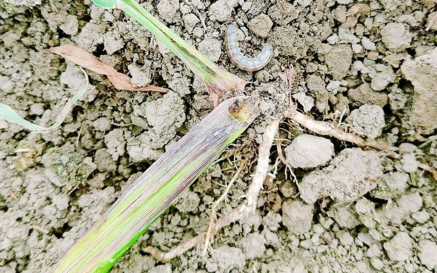 Umgeknickter und teils ausgehöhlter Maisstängel wegen Frassschäden oberhalb des Wurzelbereiches durch die graue Erdraupe. 