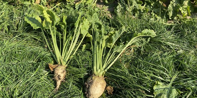 Der Unterschied einer gesunden Rübe (rechts) zu einer mit der virösen Vergilbung infizierten Rübe ist enorm. Der SVZ geht von Ertragsverlusten bis zu 50 Prozent in diesem Jahr aus. (Bilder Katrin Erfurt)