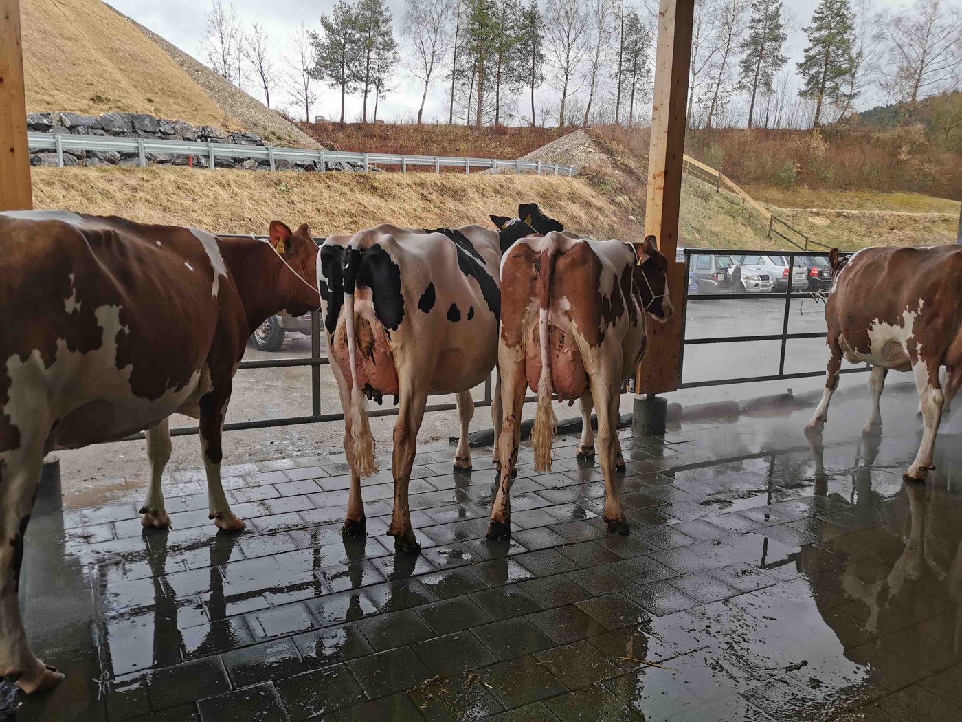 Am 8. Januar geht vor der Emmental-Arena die erste Auktion im neuen Jahr über die Bühne. (Bild sb)