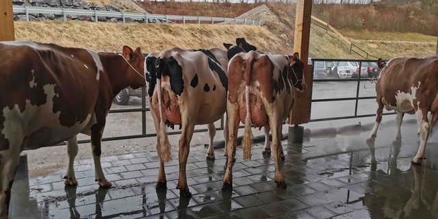 Am 8. Januar geht vor der Emmental-Arena die erste Auktion im neuen Jahr über die Bühne. (Bild sb)