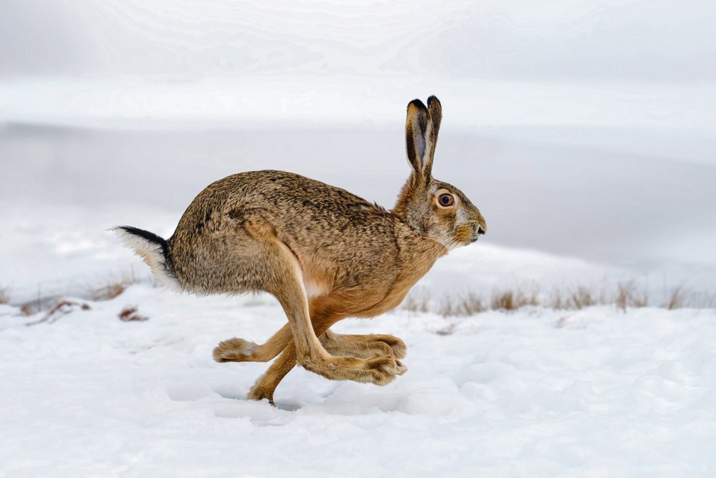Bauten und fehlende ökologisch wertvolle Strukturen machen ihm seinen Lebensraum streitig. Bund und Kantone wollen dem Feldhasen auf der Ackerfläche nun mehr Platz einräumen. (Bild Adobe Stock)