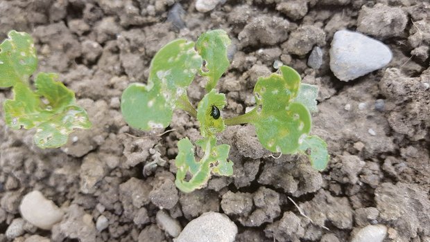 Durch die kalten Temperaturen und die Behandlungen hat der Stängelrüssler-Druck im Raps abgenommen. Die Kontrolle auf Einstiche sollte deshalb aber nicht vernachlässigt werden. (Bild Markus Hochstrasser)