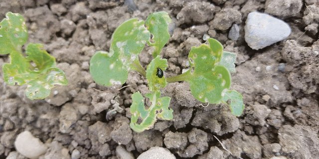 Durch die kalten Temperaturen und die Behandlungen hat der Stängelrüssler-Druck im Raps abgenommen. Die Kontrolle auf Einstiche sollte deshalb aber nicht vernachlässigt werden. (Bild Markus Hochstrasser)