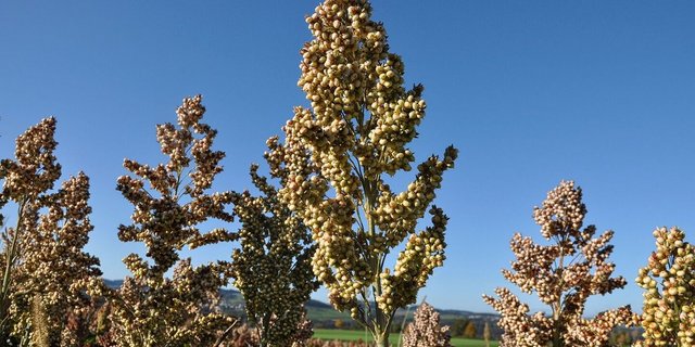 Nischenkulturen wie Sorghumhirse sind nach wie vor ein Risiko – und der Absatz nicht gegen billigere Importe geschützt. 