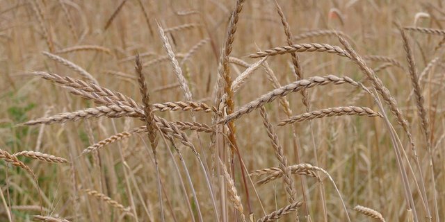 Die IG Dinkel vermarktet das urtümliche Getreide als Pasta oder Güetzi und auch ein passendes Rezeptebuch herausgegeben. (Bild Pixabay)
