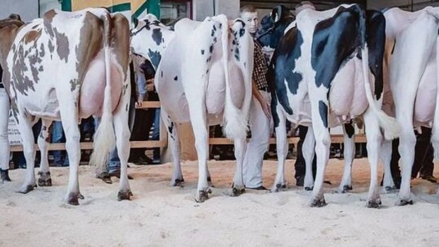 Links ist Chastels Aspen Nadege von Elianes Praktikumsbetrieb zu sehen.