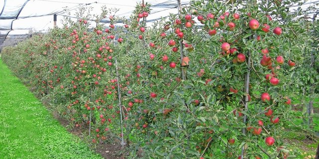 Erntereife Äpfel in einer Obstanlage. Nach der Ernte folgen die zeitintensiven Formierungs- und Schnittarbeiten. Bild: Hanna Schmidiger