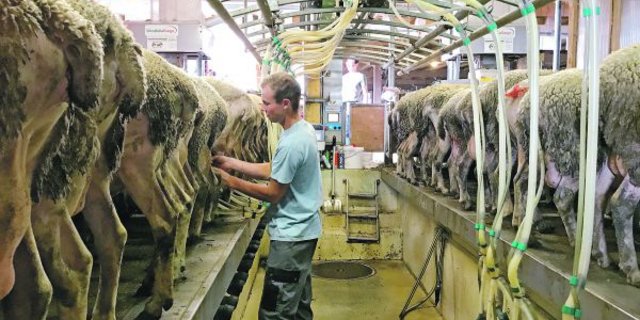 Viele Landwirte melken nun morgens und abends nicht mehr Kühe, sondern Schafe oder Ziegen. Doch auch für sie könnte es langsam eng werden. (Bild akr)