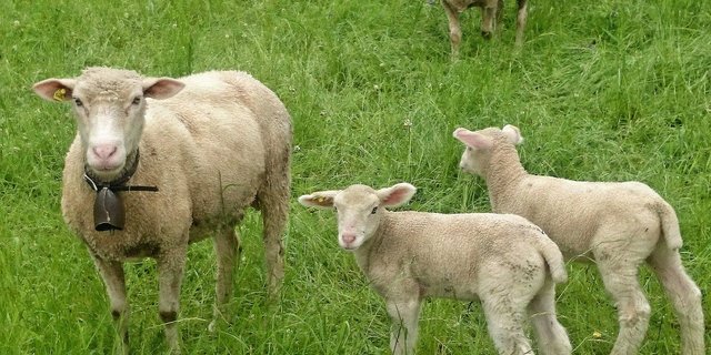 In Elgg ZH wurden Schafe offenbar von einem Hund attackiert. (Symbolbild Pixabay)