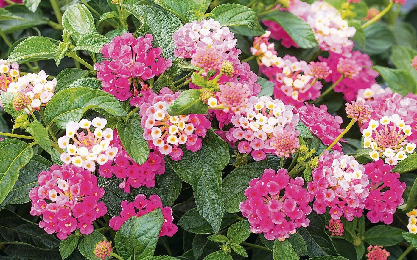 Das Wandelröschen zeigt bei heissem Sommerwetter besonders viele Blüten.