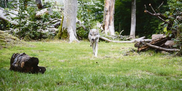 Die Bestimmungen zur Regulierung der Wolfspopulation geben im Hinblick auf die Revision des Jagdgesetzes am meisten Anlass für Diskussionen. Im Interesse der Schweizer Bauern setzt sich der SBV für die Annahme der Vorlage ein.(Bild sb)