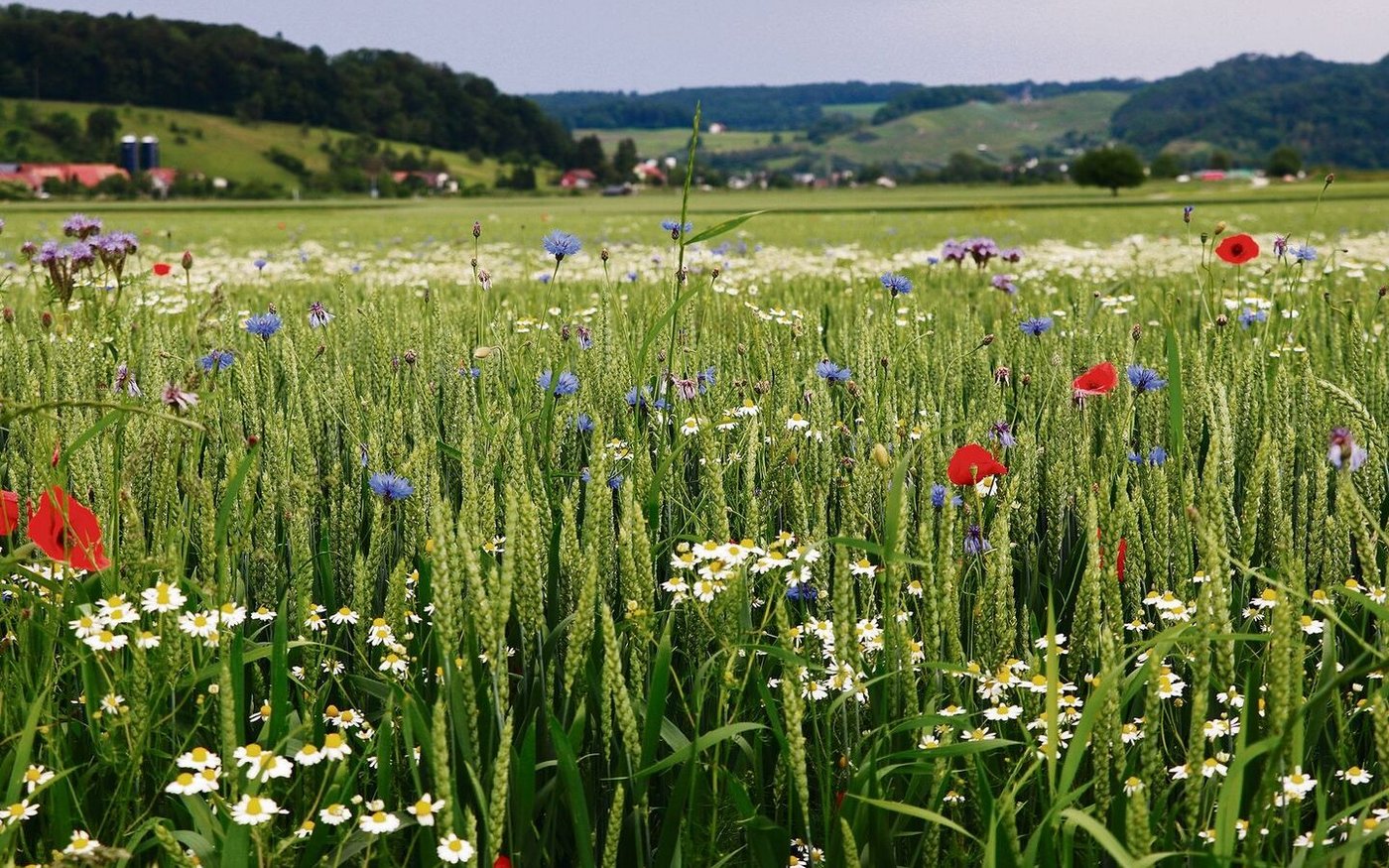Nicht nur warme Luft und schöne Blumen: Das IP-Suisse Klima- und Ressourcenschutzprojekt überzeugt die Forschenden.
