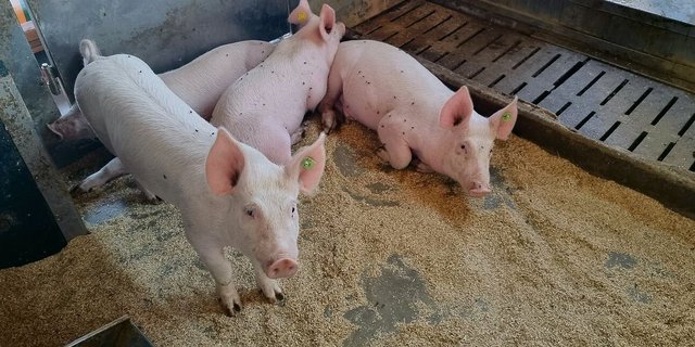 Der Markt für Schweinefleisch liegt 5 bis 7 Prozent über der Nachfrage. Die Warnungen von Suisseporcs blieben ungehört, nun müssen Betriebe für immer schliessen.