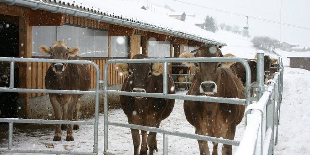 Das neue Modul dient der Dokumentation der Bewirtschaftung von Grünlandparzellen und des Auslaufs der gehaltenen Nutztiere. (Symbolbild BauZ) 