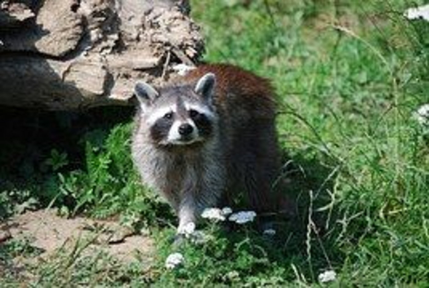 Der amerikanische Waschbär gehört zu den invasiven nicht einheimischen Tieren. Solche Arten können einheimische Tiere und Pflanzen verdrängen. (Bild Pixabay)