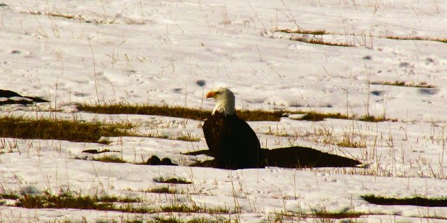 Jeden Frühling statten die Weisskopfseeadler Familie Ruckstuhl einen Besuch ab. Die Vögel jagen im Flachland nach Nagetieren, sogenannten «Gophern».(Bild Alexandra Ruckstuhl