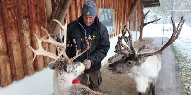Arnold Luginbühl füttert Snow sein Lieblingsfressen: Flechten. (Bild lid / as)