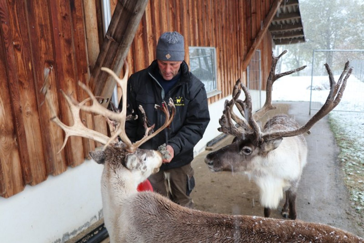 Arnold Luginbühl füttert Snow sein Lieblingsfressen: Flechten. (Bild lid / as)