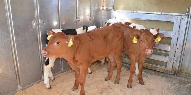 Die Transport- und Fahrzeit bei Viehtransporten sind nicht mehr identisch, was für Verunsicherung sorgt. (Symbolbild Aline Küenzi)