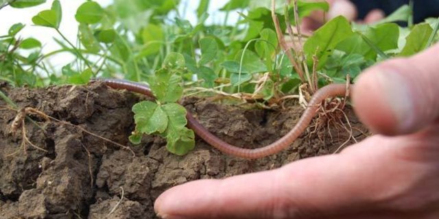 Regenwürmer sind in Schweizer Böden gern gesehene Gäste. (Bild bio-ackerbautag.ch)