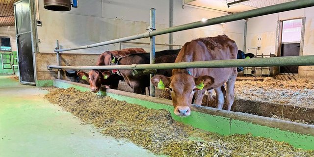 Wo früher die Läger der Milchkühe waren, finden sich nun zwei Tiefstreubuchten für die Kälber. Zusätzlich wurde eine Lüftung installiert, deren Abluft am Futtertisch abgeführt wird.   