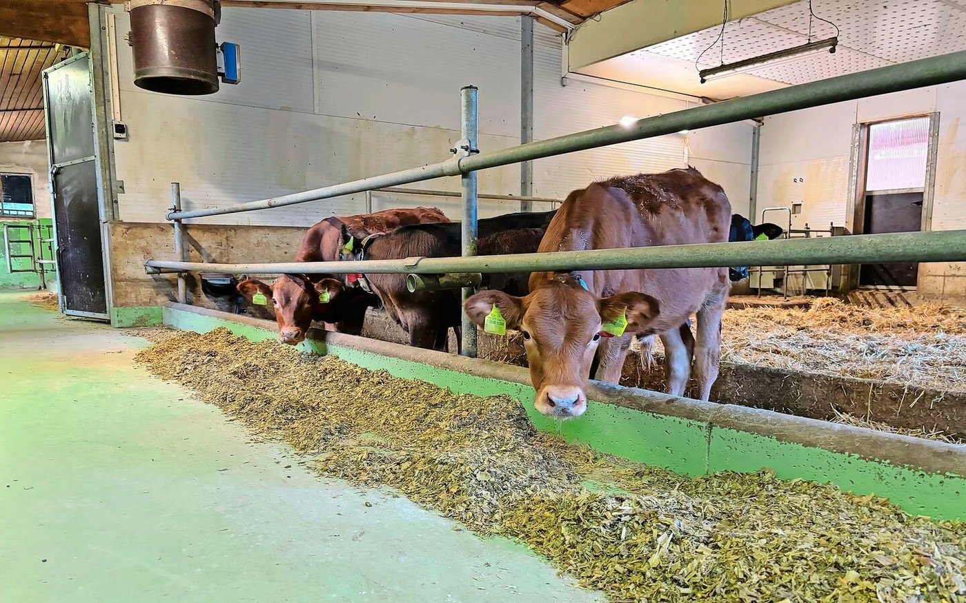 Wo früher die Läger der Milchkühe waren, finden sich nun zwei Tiefstreubuchten für die Kälber. Zusätzlich wurde eine Lüftung installiert, deren Abluft am Futtertisch abgeführt wird.   