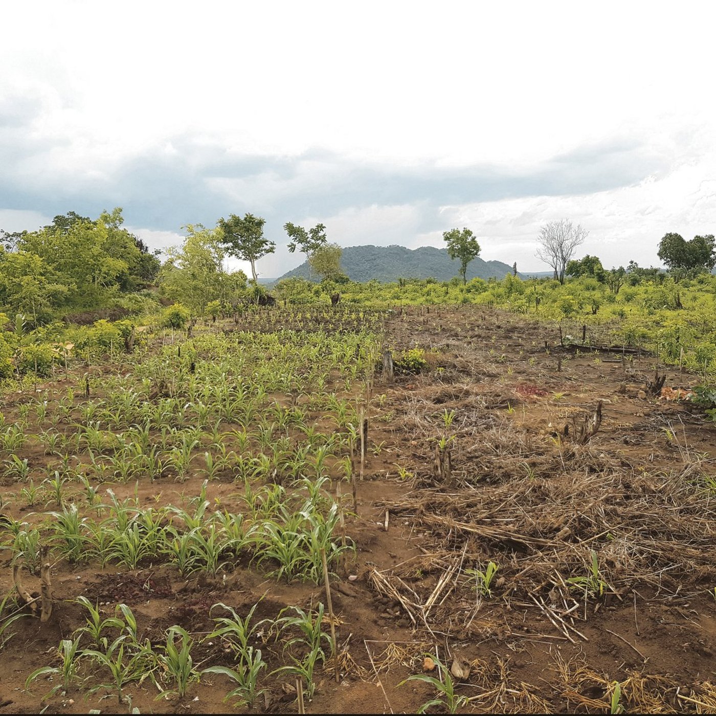 Der «Regenwasser-Versuch»: links die Mais-Kultur im «Dauerbecken», rechts die traditionelle bäuerliche Anbaupraxis.