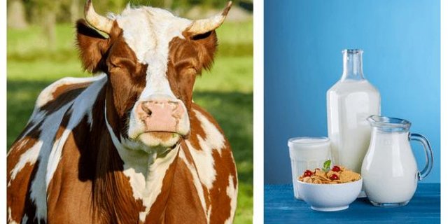 Für die Milchproduzenten scheint sich der Protest gelohnt zu haben. (Bild Pixabay/jsc)