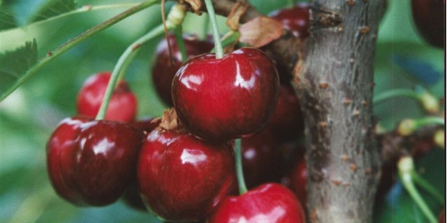 Im Herbst wurde ein mehrjähriges Förderungsprogramm für Baselbieter Spezialkulturen lanciert. (Bild BauZ)