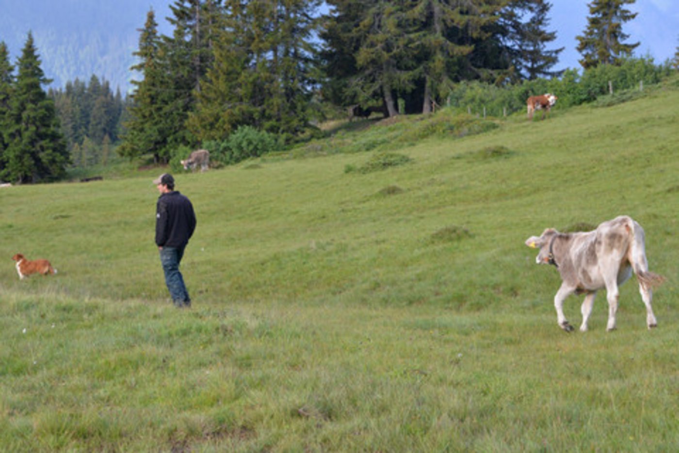 Die Standardarbeitskraft wirft bei den Landwirten immer wieder Fragen auf. (Bild BauZ)