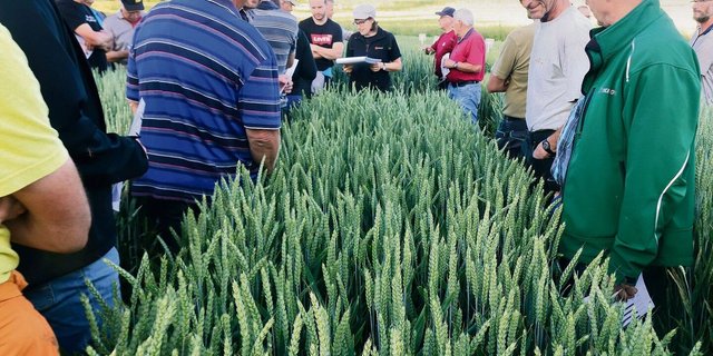 Die Schaffhauser Getreidesaatgutvermehrer im betreuten Sortenanbauversuch in Dörflingen.